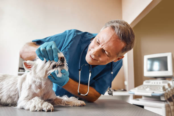  Buies Creek, NC Emergency Dentist Pros